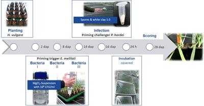 QTL for induced resistance against leaf rust in barley